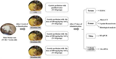 Strontium chloride improves bone mass by affecting the gut microbiota in young male rats